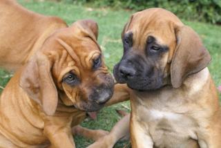 South African Boerboel Welpen