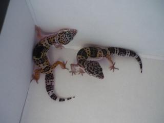 Leopardgecko Pärchen zuverkaufen