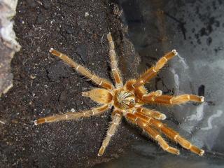 Pterinochilus murinus