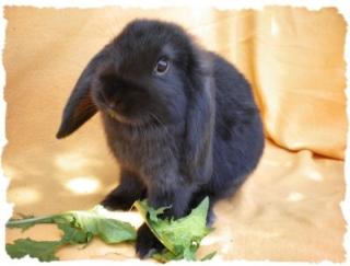 Widderkaninchen babys ab zu geben