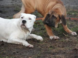 Dogo Argentino Welpen