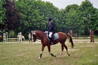 Suche Reitbeteiligung an einem Sportpferd/pony