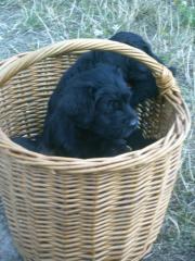 Schnoodel-Welpen Mittelschnauzer schwarz/Kleinpudel black and tan