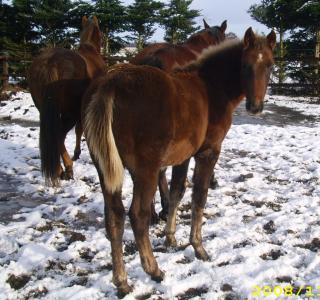 American Racking Horse, Gangpferd, Tennessee Walker, Rack