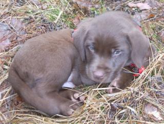 Bildschöne Braune Labrador-Welpen für 550, - Euro zu verkaufen