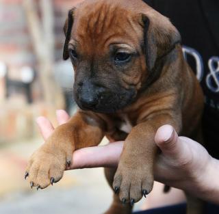 Rhodesian Ridgeback Welpen Ende Mai abzugeben