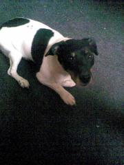 Jack russel ca. 3 jahre alt