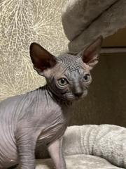 Kanadische Sphynx Katzenbabys