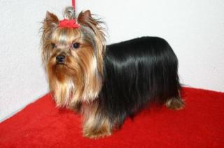 Yorkshire-Terrier-Deckrüde