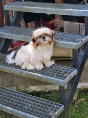 Shih Tzu sucht Familie