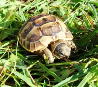 Maurische Landschildkröten, Testudo graeca ibera eigene Nachzuchten von 2023, 22, 21 und 20.