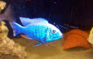 Sceanochromis ahli Iceberg