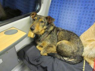 Hund Dackel-Mix Hugo sucht DRINGEND ein zuHause oder Pflegeplatz