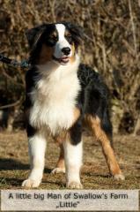 Australian Shepherd Welpen