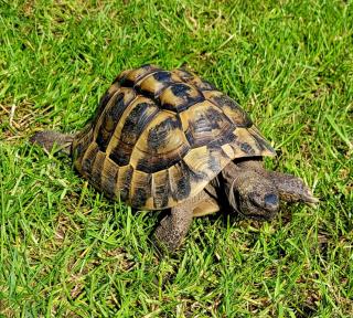 Adulter Griechischer Landschildkröten-Bock 2007 abzugeben