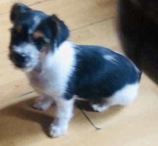 Verkaufe Mixjackrussel welpe