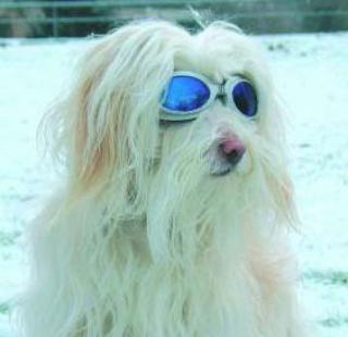 Hundebrille - kein Modetrend, sondern ein hilfreicher Schutz