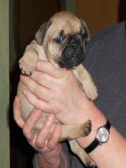 Französische Bulldogge Welpen