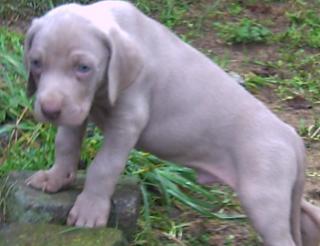 Weimaraner Welpen Rüden