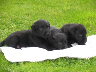 LABRADORWELPEN RÜDEN IN SCHWARZ