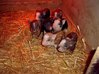 Minischwein Baby s zu verkaufen