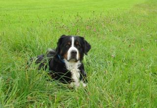 Suche Berner Sennenhund-Welpen nur Rüden aus gutem Hause