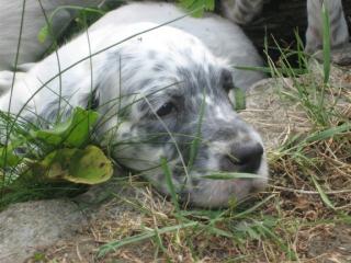 English Setter Welpen zu vergeben