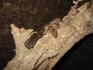 0. 1 Boa Constrictor Imperator HONDURAS auch mit Terra