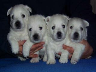 West Highland White Terrier Welpen