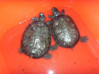 2 schöne Wasserschildkröten Aquarium Außenfilter.