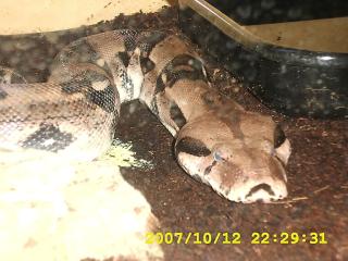 Boa constrictor Weibchen