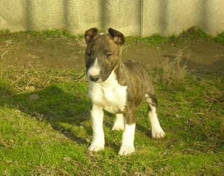 Die letzte Miniature Bull Terrier Hündin - PLL frei