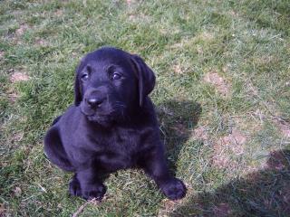 Labrador Welpen, schwarz