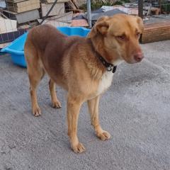 Balou / Status sucht ein Zuhause