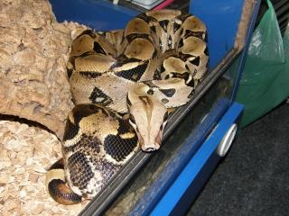 Pärchen Boa constrictor imperator 100 Het für Albino