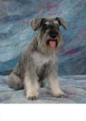 Suche 2-6jahre alten zwergschnauzer