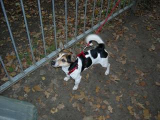 Deckanzeige Jack Russell Terrier