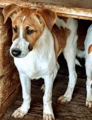 Leon sucht Körbchen sucht Pflege oder Endstelle