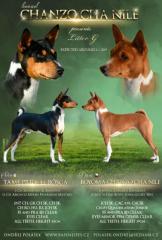 Basenji Welpen