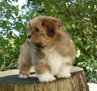 Lhasa Apso Welpe -Rüde- 13 Wo alt VDH/ILT sucht ab sofort neues Zuhause