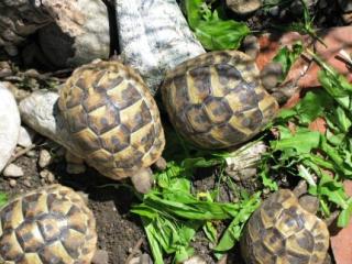 Griechische Landschildkröten Testudo hermanni boettgerie von 2021