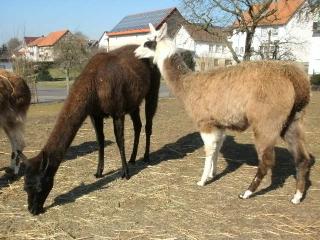 2 Lamastuten zu verkaufen