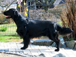 Flatcoated Retriever- Welpen