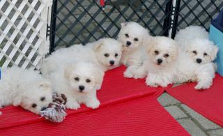 Bichon fris Welpen-aus VDH-Zucht suchen noch liebe Hundeeltern