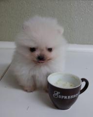 Teacup Pomeranianwelpen weiß