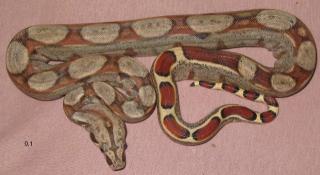 1, 3 Boa constrictor Pastell NZ 06