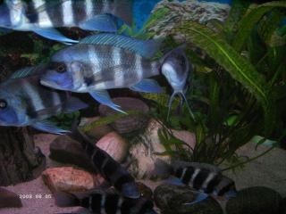 C. frontosa blue zaire