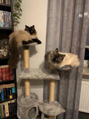 2 Perser Ragdoll Katzen