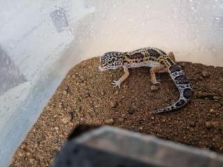 Leopardgecko Weibchen