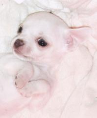 Mini Chihuahua Welpen